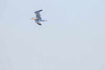 free flying seagull on the sky