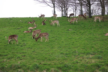 flock of deer in the park