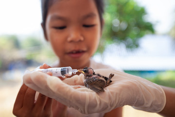Asian child girl feeding water and food to baby sparrow bird with syringe