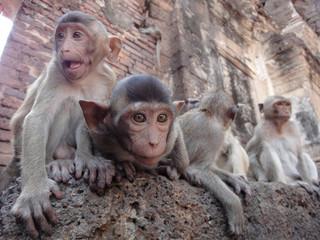 mother and baby monkey
