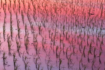 Fotobehang Fluor Roze 水田の早苗と朝焼けの風景  © Yusuke Kawakami