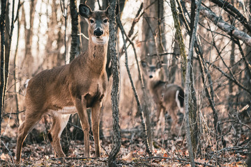 White Tail Deer