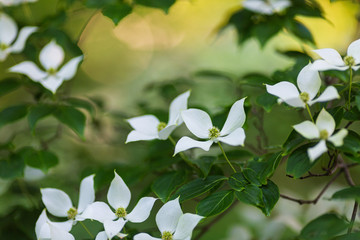 ヤマボウシの花