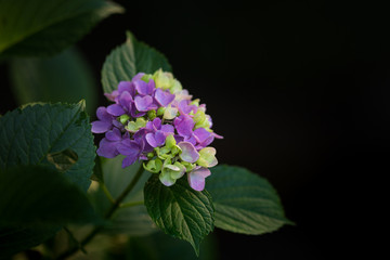 紫と緑の紫陽花