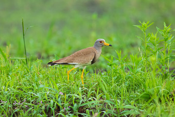 草むらを歩くケリ