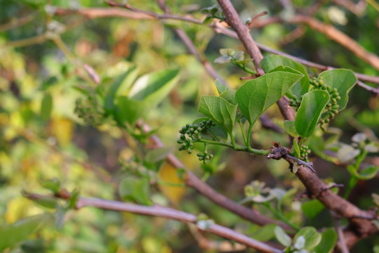 Common names include fragrant manjack, snotty gobbles, cummingcordia, glue berry, anonang, pink pearl, bird lime tree, Indian cherry, Booch