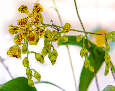 ONCIDIUM RIOGRANDENSE
