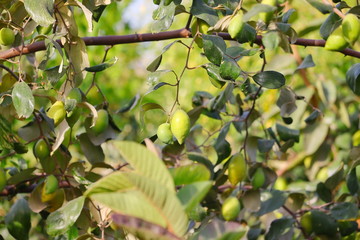 long jujube hanging on tree in nature