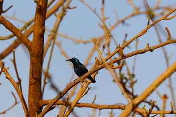 black male hummingbird on tree stem
