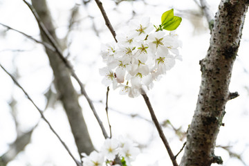 Fototapeta premium Cherry Blossoms blooming on the first day of Spring
