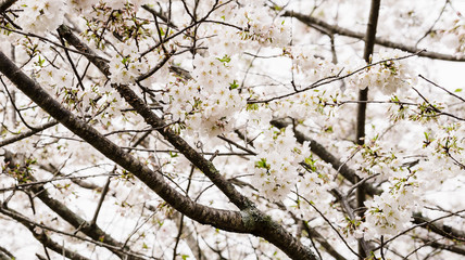 Cherry Blossoms blooming on the first day of Spring