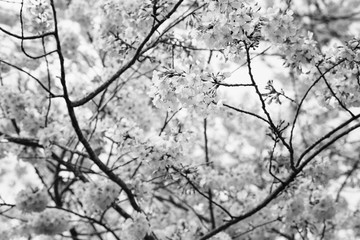 Cherry Blossoms blooming on the first day of Spring