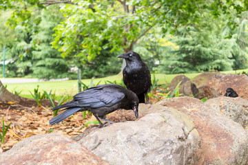 Crows on rocks in the park