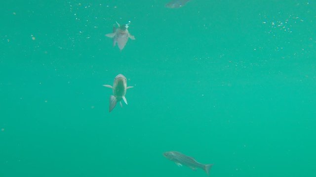 Underwater view of several hybrid stripped bass that is mirror image reflected on surface