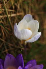 Crocus (plural: crocuses or croci) is a genus of flowering plants in the iris family. Flowers close-up on a blurred natural background. The first spring flower in the garden