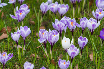 Beautiful  crocus flowers in the garden. Sign of spring, Copenhagen, Denmark