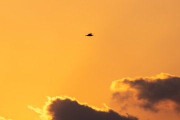 sunset and bird