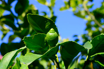 Organic lemons still on the tree.
