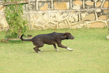 Obraz premium Running Street Dog 