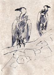 graphic black and white drawing two vultures sitting on a branch
