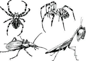 vector drawings sketches different insects bugs Scorpions spiders drawn in ink by hand , objects with no background