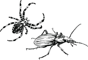 vector drawings sketches different insects bugs Scorpions spiders drawn in ink by hand , objects with no background