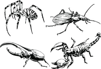 vector drawings sketches different insects bugs Scorpions spiders drawn in ink by hand , objects with no background