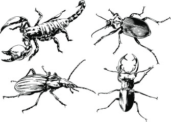 vector drawings sketches different insects bugs Scorpions spiders drawn in ink by hand , objects with no background