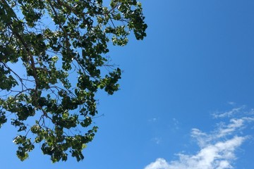 Arbol contraste al cielo