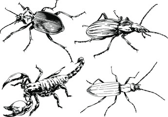 vector drawings sketches different insects bugs Scorpions spiders drawn in ink by hand , objects with no background