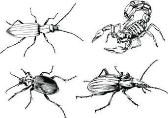 vector drawings sketches different insects bugs Scorpions spiders drawn in ink by hand , objects with no background