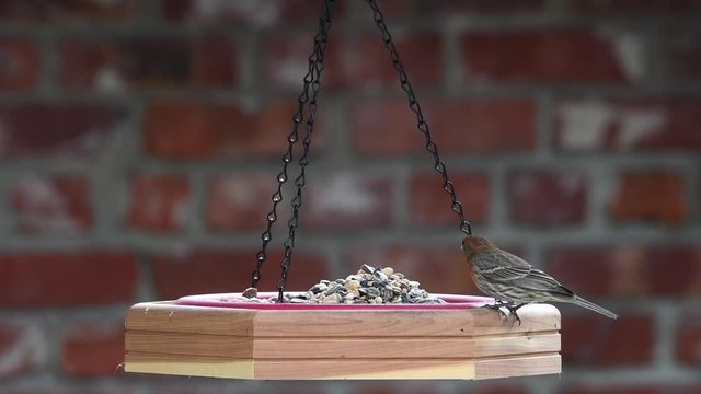 HD video of one male house finch eating from a hanging bird feeder, red brick wall OOF in background. Shallow depth of field.