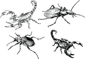 vector drawings sketches different insects bugs Scorpions spiders drawn in ink by hand , objects with no background