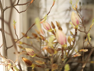 Blüte im Sonnenschein