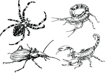 vector drawings sketches different insects bugs Scorpions spiders drawn in ink by hand , objects with no background