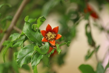 Obraz na płótnie Canvas Flower Bud 