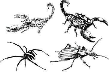 vector drawings sketches different insects bugs Scorpions spiders drawn in ink by hand , objects with no background