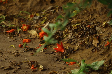 Flower Fallen on soil 