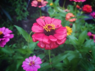 Obraz premium flower in the garden