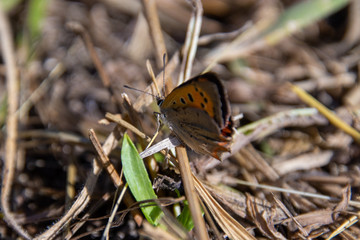 Small butterfly (Coenonympha) on straw