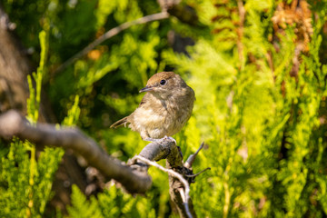 Garden warbler (Sylvia borin) on Thuja