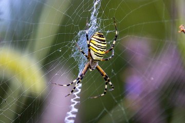 Wasp Spider (Argiope bruennichi) on web
