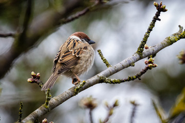 Eurasian tree sparrow (Passer montanus)