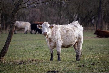 Obraz premium Cow (Bos primigenius, Bos taurus) in a meadow