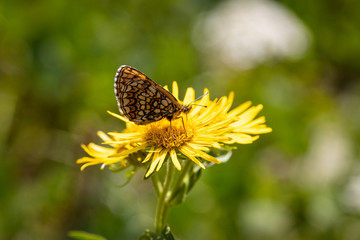 Small brown butterfly on a yellow flower