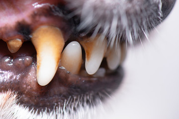 Build up of plaque on a small dogs teeth.