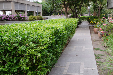 Bushes along the park pathway