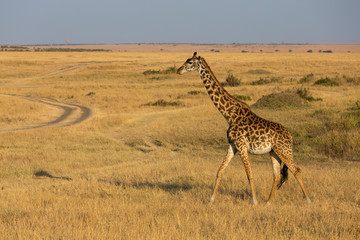 Giraffe walking in a dry Grassland at Masai Mara, Kenya, Africa
