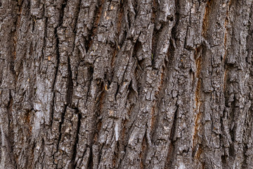 Naklejka premium bark of a tree