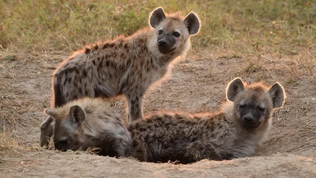 Three spotted hyena siblings near den entrance. Sleepy cub falls asleep.